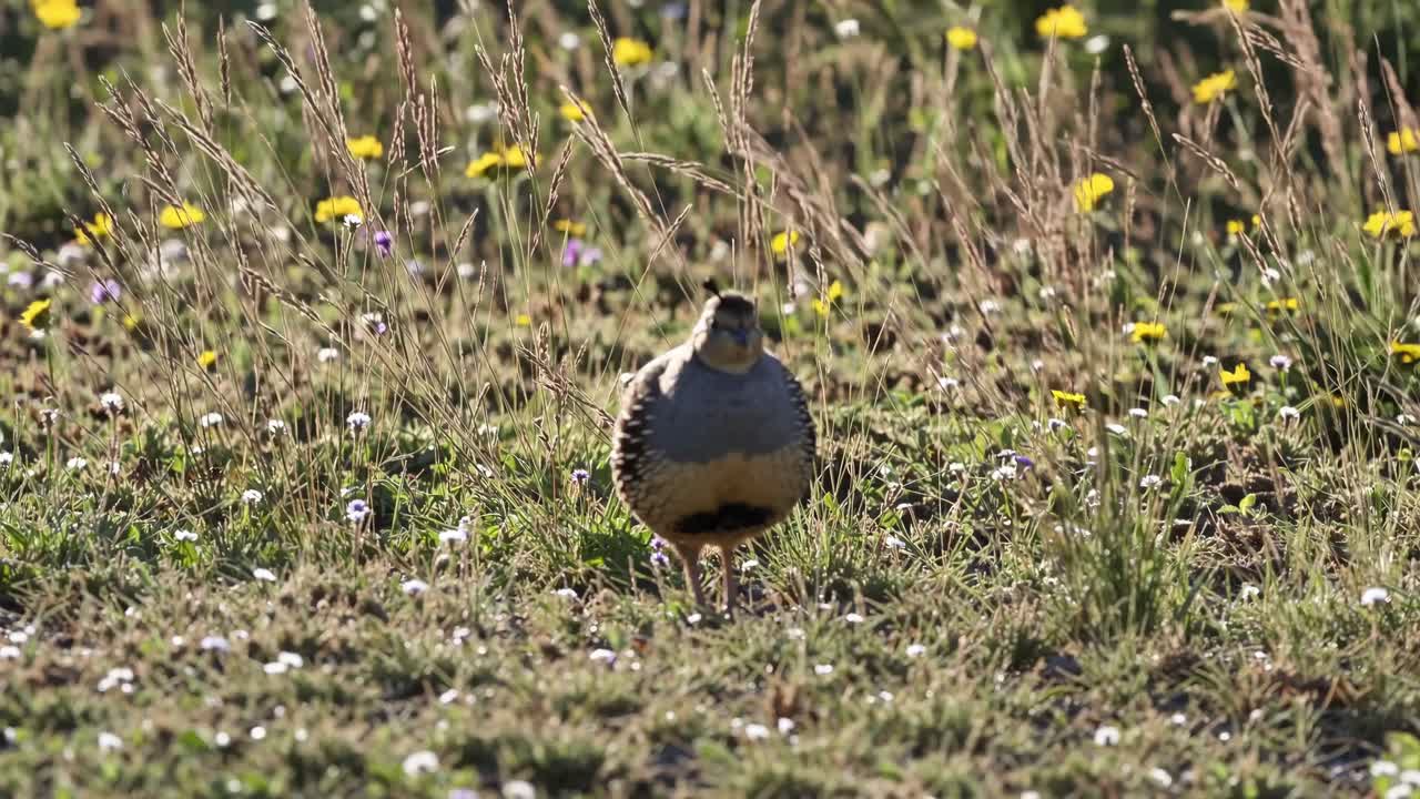 A ground-level video shot of a bird in a sunlit meadow, surrounded by wildflowers