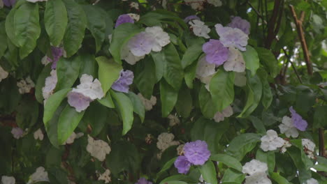 mix of white and purple flowers in the wind on a sunny day