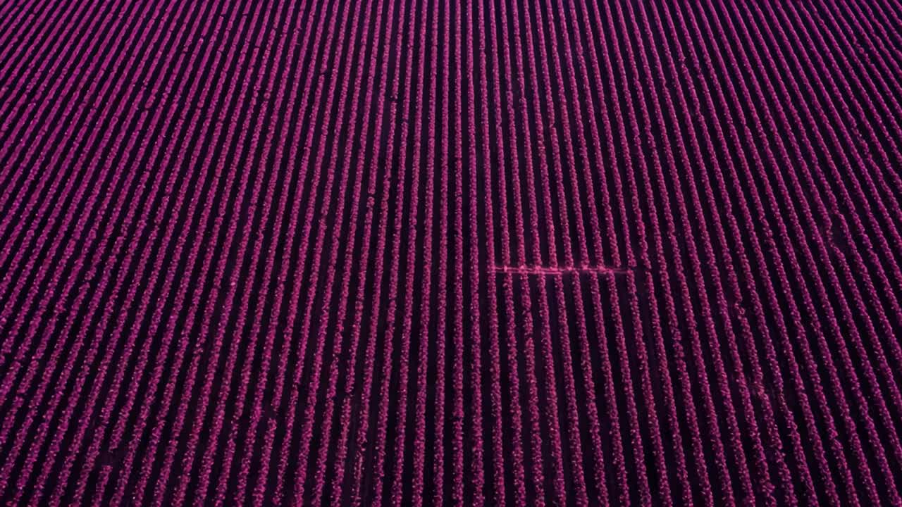 Aerial View of Vibrant Purple Field with Parallel Rows of Crops Showcasing Agricultural Patterns and Textures Under Evening Light for a Stunning Visual Experience