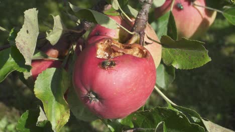 wasp and flies feeding on red apples on the tree - close up