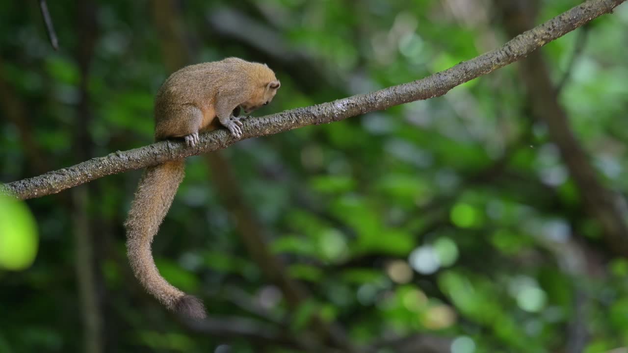 visto descansando en una gran vid en lo profundo del bosque y de repente se mueve para rascarse para deshacerse de su picazón, ardilla de vientre gris callosciurus caniceps, tailandia