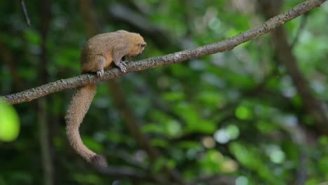 visto riposare su una grande vite nel profondo della foresta e improvvisamente si muove per grattarsi per sbarazzarsi del suo prurito, scoiattolo a pancia grigia callosciurus caniceps, thailandia