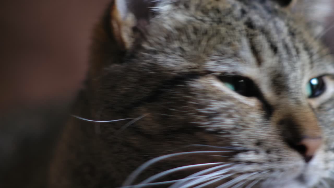 ojos soñolientos de un lindo gato tabby en el interior