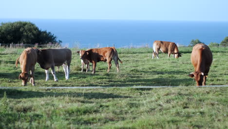 Herde-Brauner-Kühe,-Die-Auf-Einer-Klippe-Mit-Blick-Auf-Das-Meer-Grasen