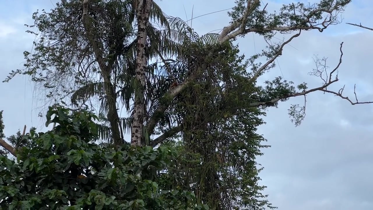 Immagini affascinanti di una scimmia nasica solitaria appollaiata in alto nella volta della giungla lungo il fiume Kinabatangan — un momento di fauna selvatica raro e indimenticabile nel cuore del Borneo, Sabah, Malesia.