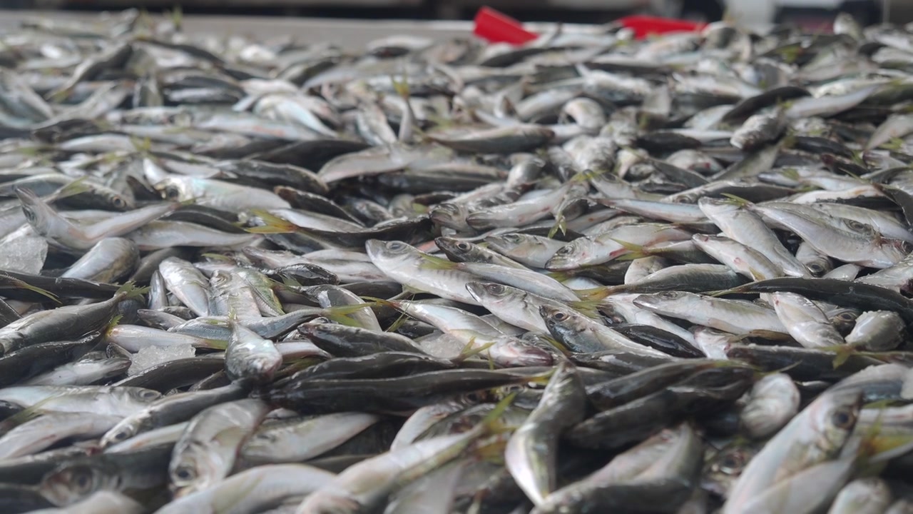 Freshly Caught Fish Piled on a Fishing Boat Deck