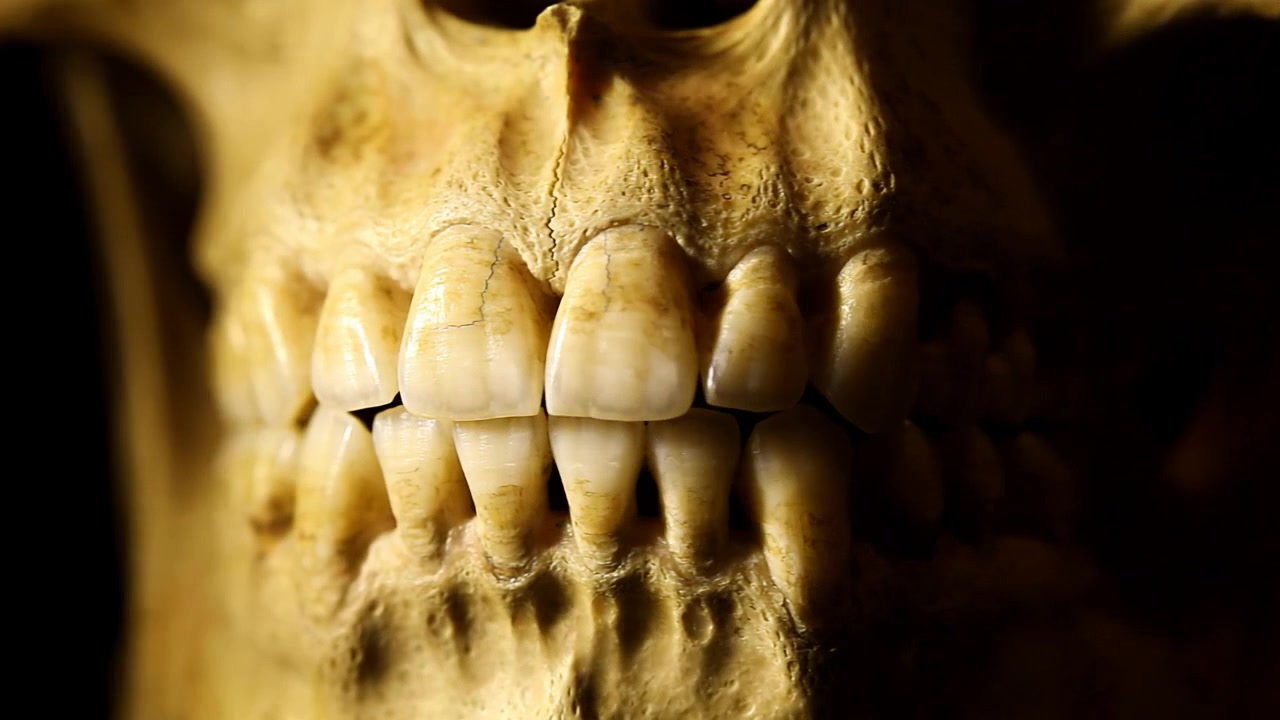 Close-up of a human skull with detailed teeth rotating slowly against a dark background
