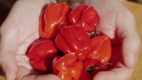 Red hot chili pepper in hand of chef man, close up holding peppers