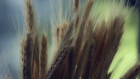 beautiful-breeze-slowly-moving-the-wheat-on-a-sunny-day