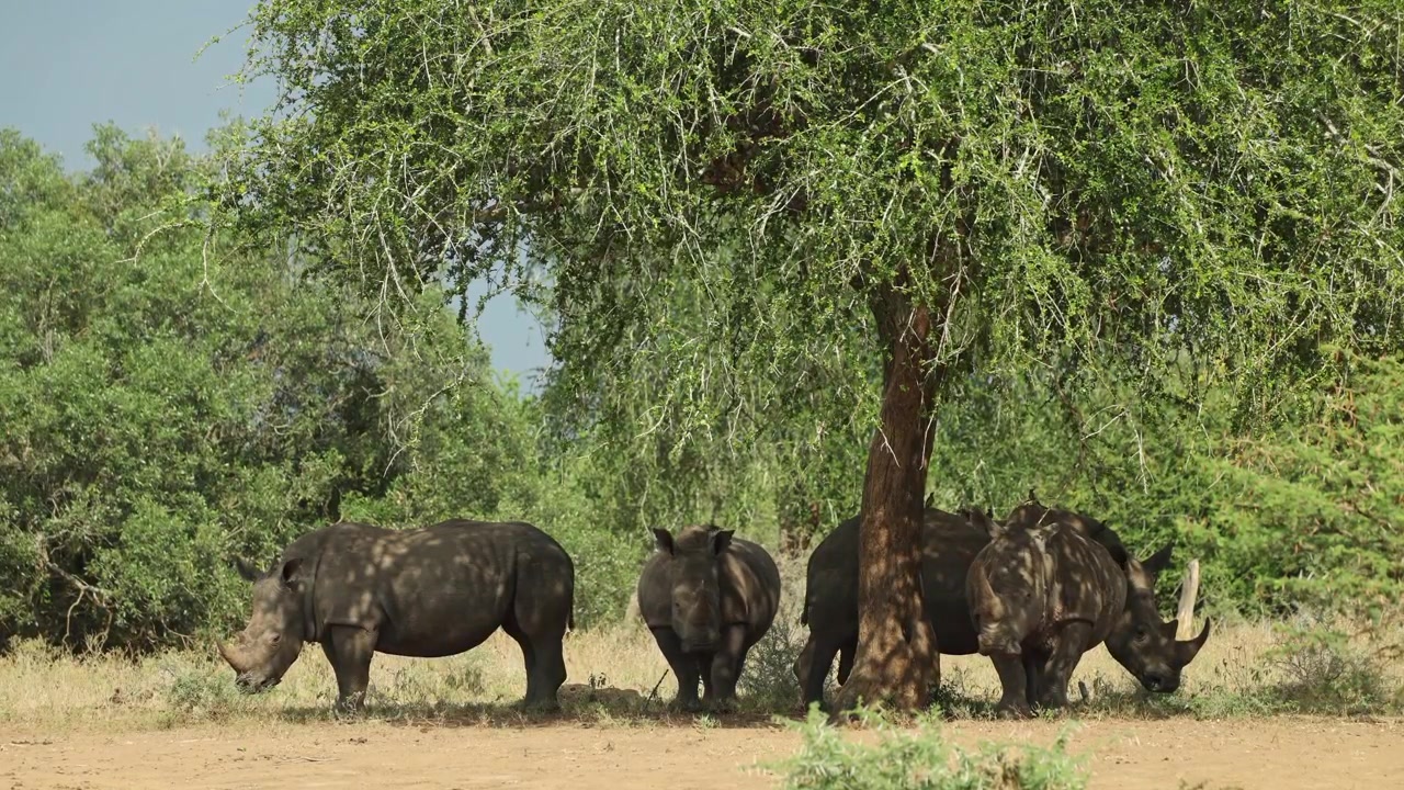 Un gruppo di rinoceronti bianchi in piedi all'ombra sotto un albero enorme nel calore del giorno, Riserva di caccia di Mkhuze.