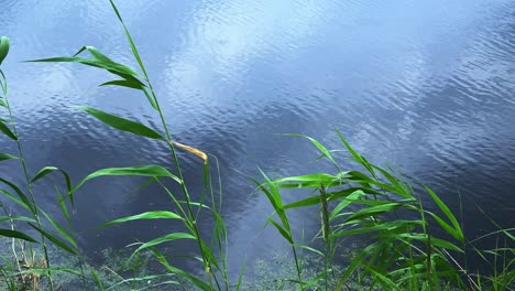 serene reflection of nature: lush greenery framing a tranquil water surface under a cloudy sky in stillness and harmony