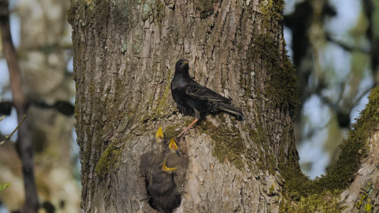 Mother starling bird flapping wings watching after her three baby fledglings family in hollow tree nest feeding and grooming mother jumping down slow motion