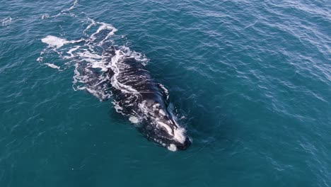 Ballenas-Francas-Australes-Madre-Y-Joven-Descansando-Pacíficamente-En-La-Superficie---Toma-Aérea-A-Cámara-Lenta