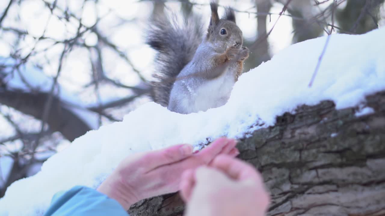 Person feeding a squirrel in the snow