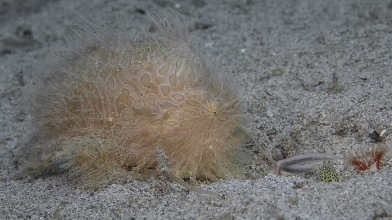 A hairy frogfish (Antennarius striatus) using it’s lure to attract a Spotted Garden Eel (Heteroconger hassi). Side on shot showing lure in action and the garden eel's head 60fps