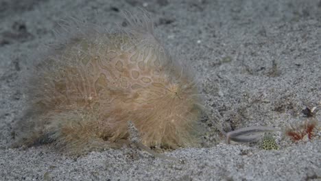 a hairy frogfish (antennarius striatus) using it’s lure to attract a spotted garden eel (heteroconger hassi). side on shot showing lure in action and the garden eel's head 60fps