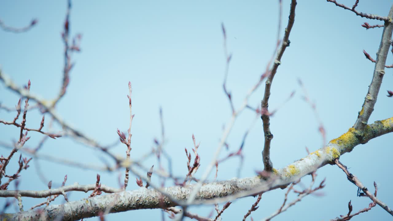 흰머리 독수리가 나뭇가지에서 스스로 날아오르다
