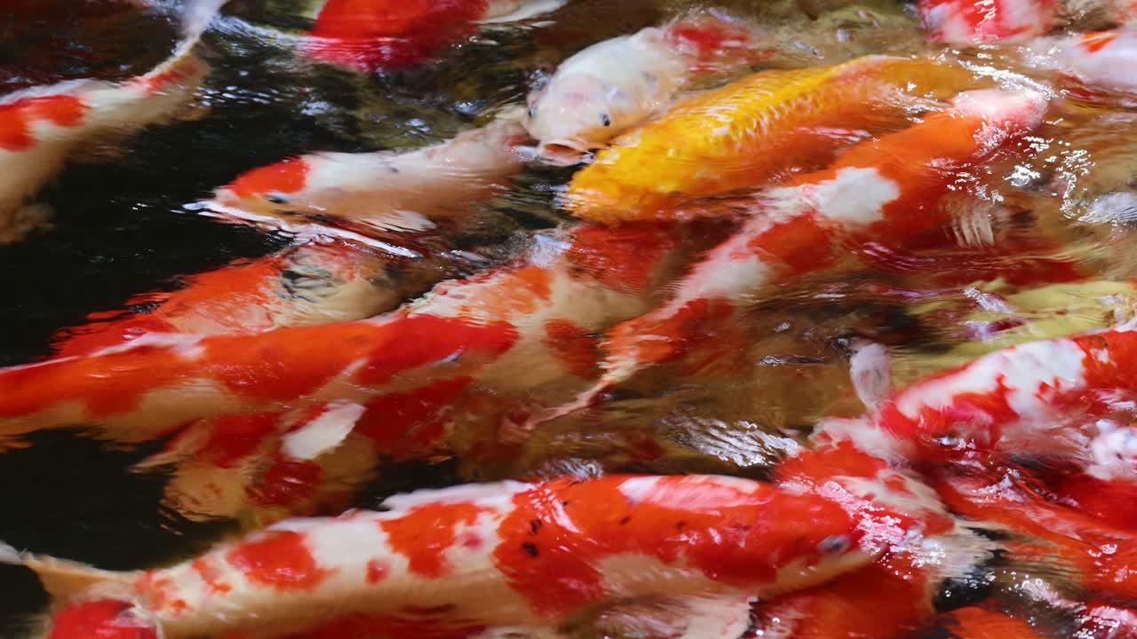 Vibrant koi fish swim energetically in a sunlit pond, creating lively reflections and motion