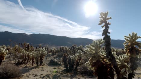 campo de cactus en el parque nacional joshua tree en california con panorámica de video de derecha a izquierda