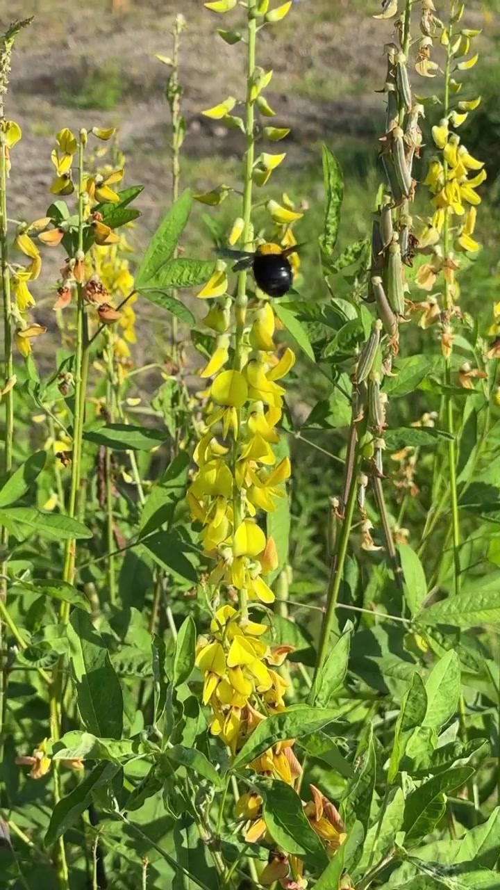 Black Carpenter Bee Pollinating Yellow Flowers in a Meadow