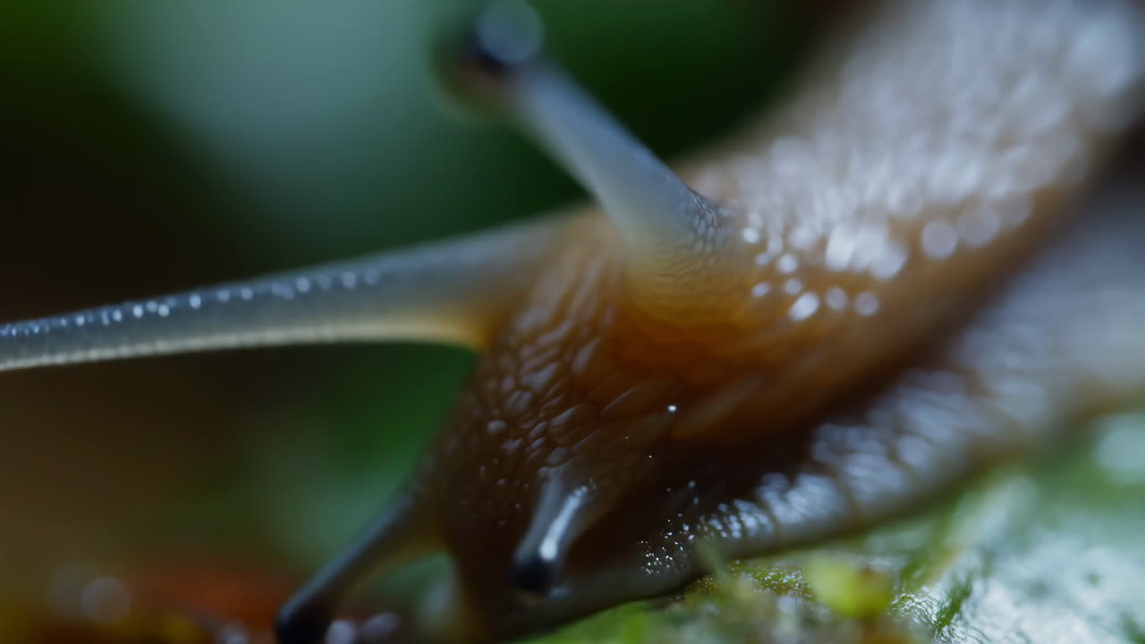 Close-up Macro Shot of a Snail