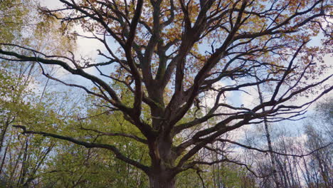 magnificent old oak tree in the forest