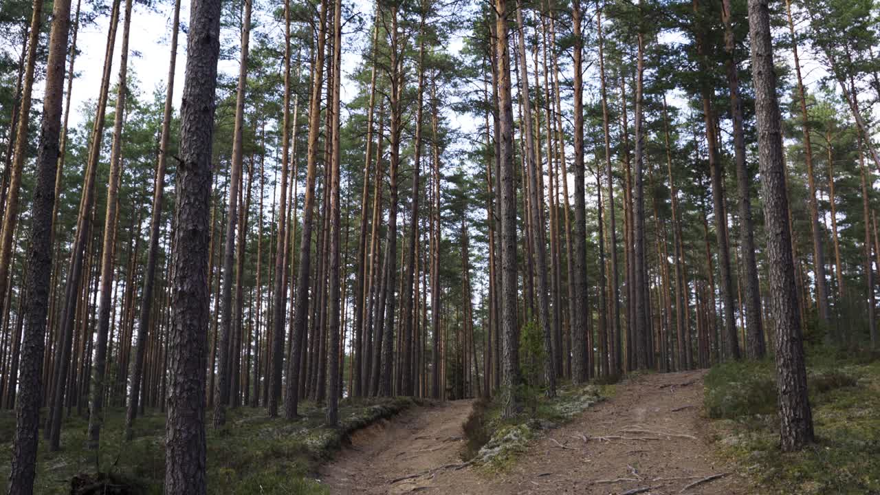 Small dirt road in dense pine forest, tilting up shot