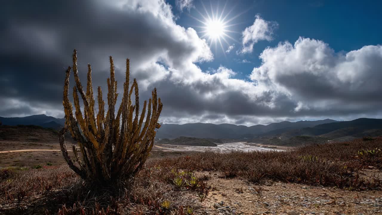 Paesaggio suggestivo con silhouette di cactus unica su sfondo di nuvole fluttuanti e intensa luce solare nel deserto