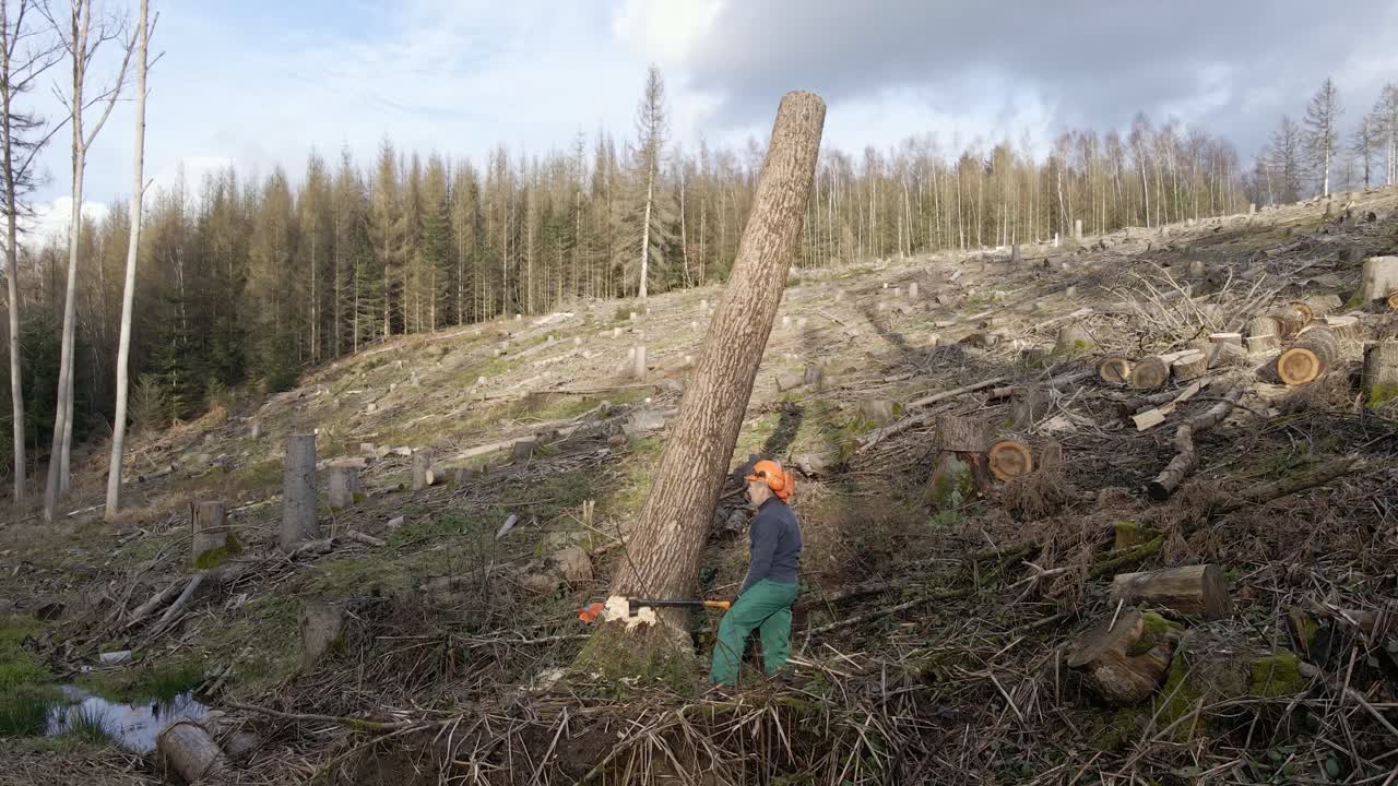 Time lapse of a man trying to fall a tree with an axe in a dry, dead forest in Germany. Stationary aerial footage
