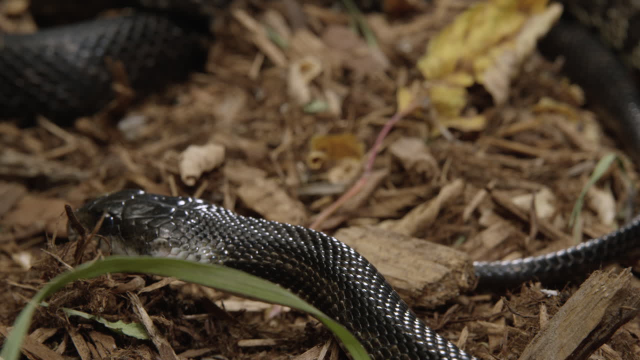 las serpientes de rata negra se mueven lentamente por el suelo del bosque - cerrar