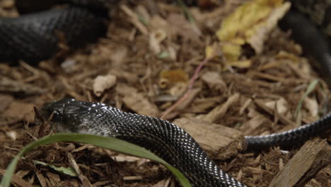 Las-Serpientes-De-Rata-Negra-Se-Mueven-Lentamente-Por-El-Suelo-Del-Bosque---Cerrar