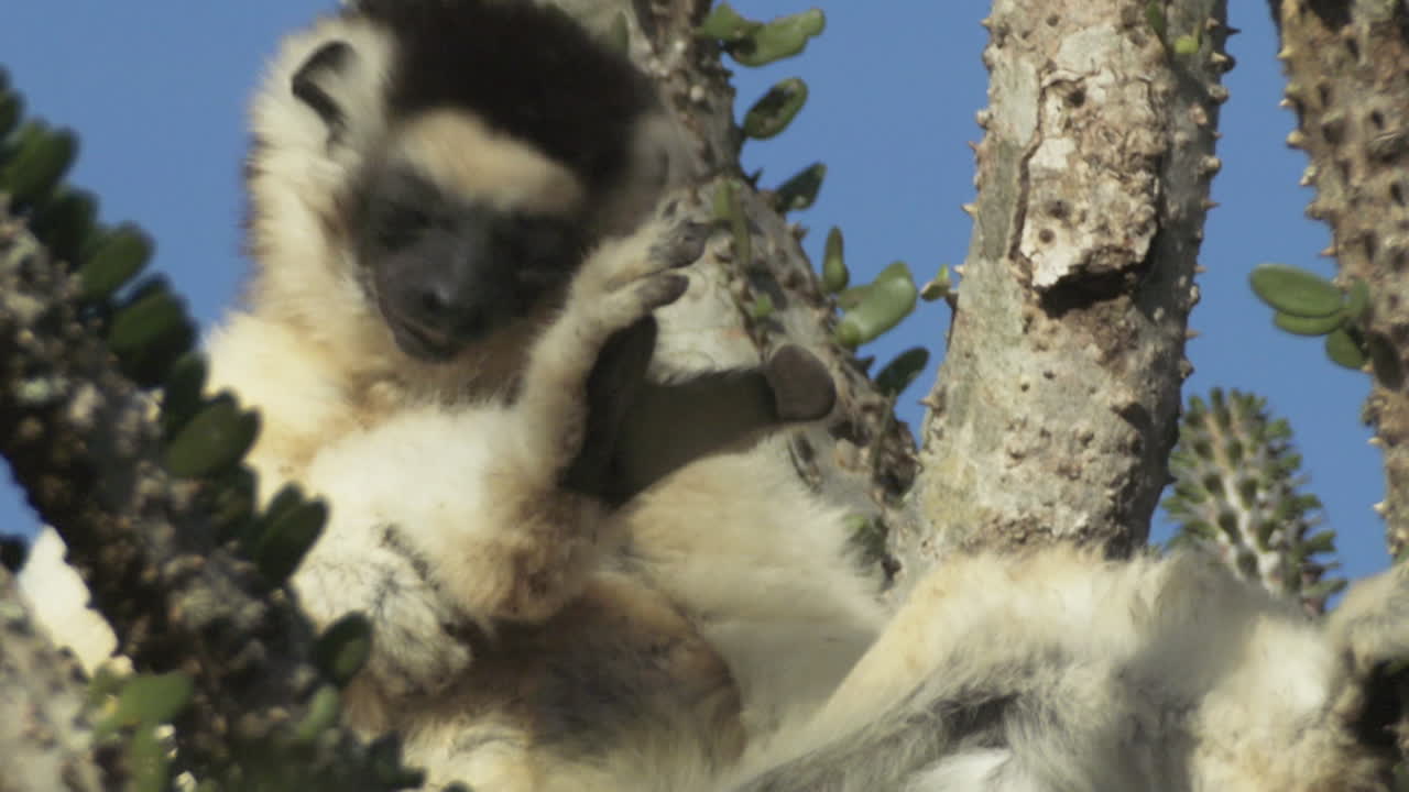 sifaka verreauxi encima de un cactus pulpo lamiendo su piel, primer plano durante el día soleado