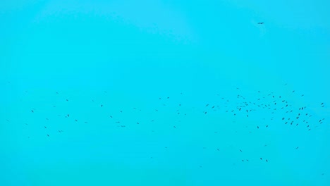 muchos pájaros volando en enjambre en el cielo azul turquesa