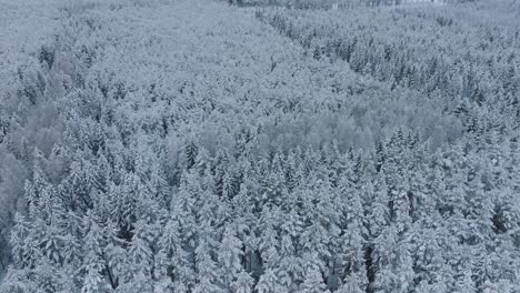 Aerial-establishing-footage-of-trees-covered-with-snow,-Nordic-woodland-pine-tree-forest,-calm-overcast-winter-day,-wide-drone-shot-moving-forward,-camera-tilt-up