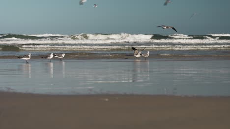 person walking on the shore of the beach while seagulls land on the shore