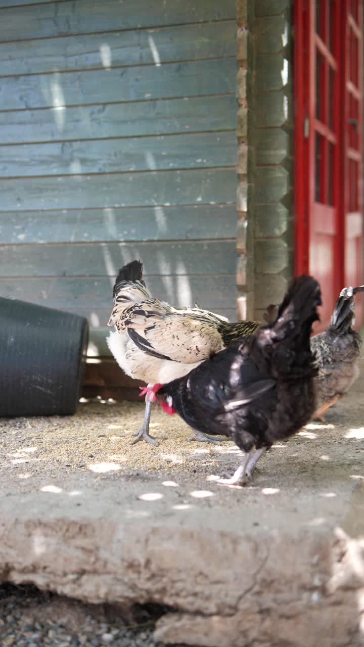 pollos en un gallinero