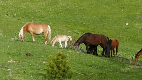 A-herd-of-free-grazing-horses