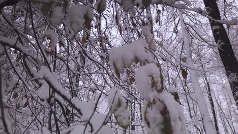 looking up at frosty snow covered woodland tree branches in winter forest scene