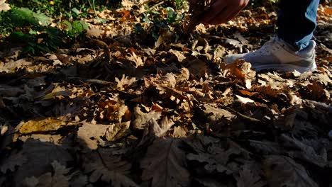 man collects brown leaves
