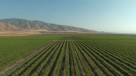 Endless-fields-of-irrigated-crops-growing-in-straight-rows-in-the-harsh-climate-of-the-Mojave-Desert---aerial-flyover