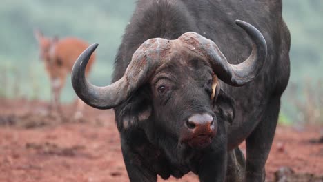 close-up portrait of a munching african cape buffalo in safari park