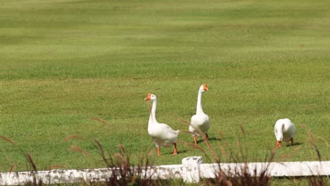 a flock of geese walking in line outdoors.