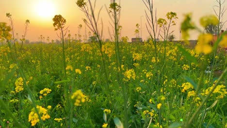 Flor-De-Mostaza-Al-Atardecer-|-Flores-De-Mostaza-Florecen-En-La-Gran-Granja