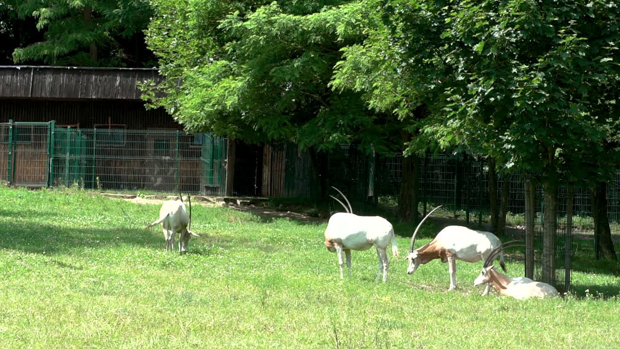Herd of Scimitar oryx at Gdansk Oliwa zoo Poland