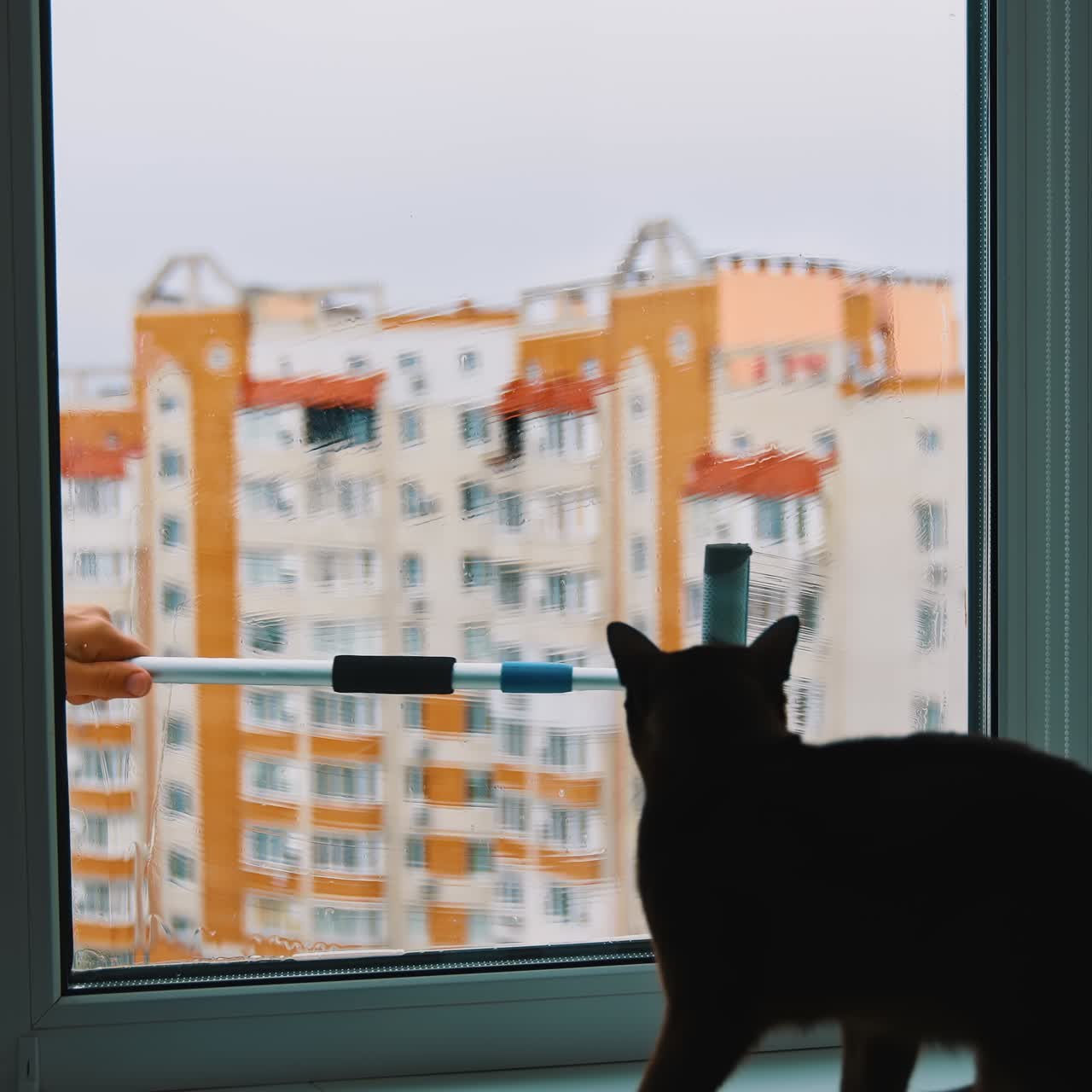 Washing window in the flat in the city. Scared cat sitting on a window sill and watching brush cleaning window from outdoors