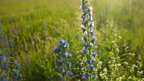 blue flowers in a field