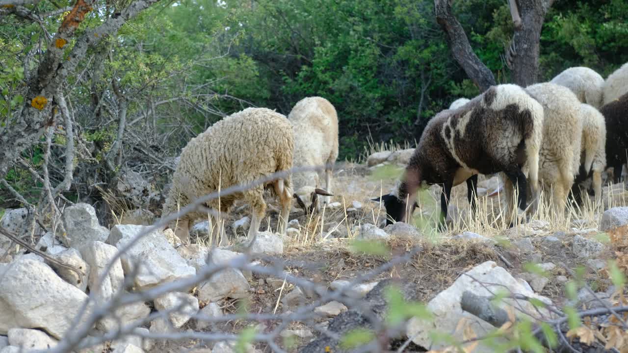 검은 양 들 을 먹이는 것