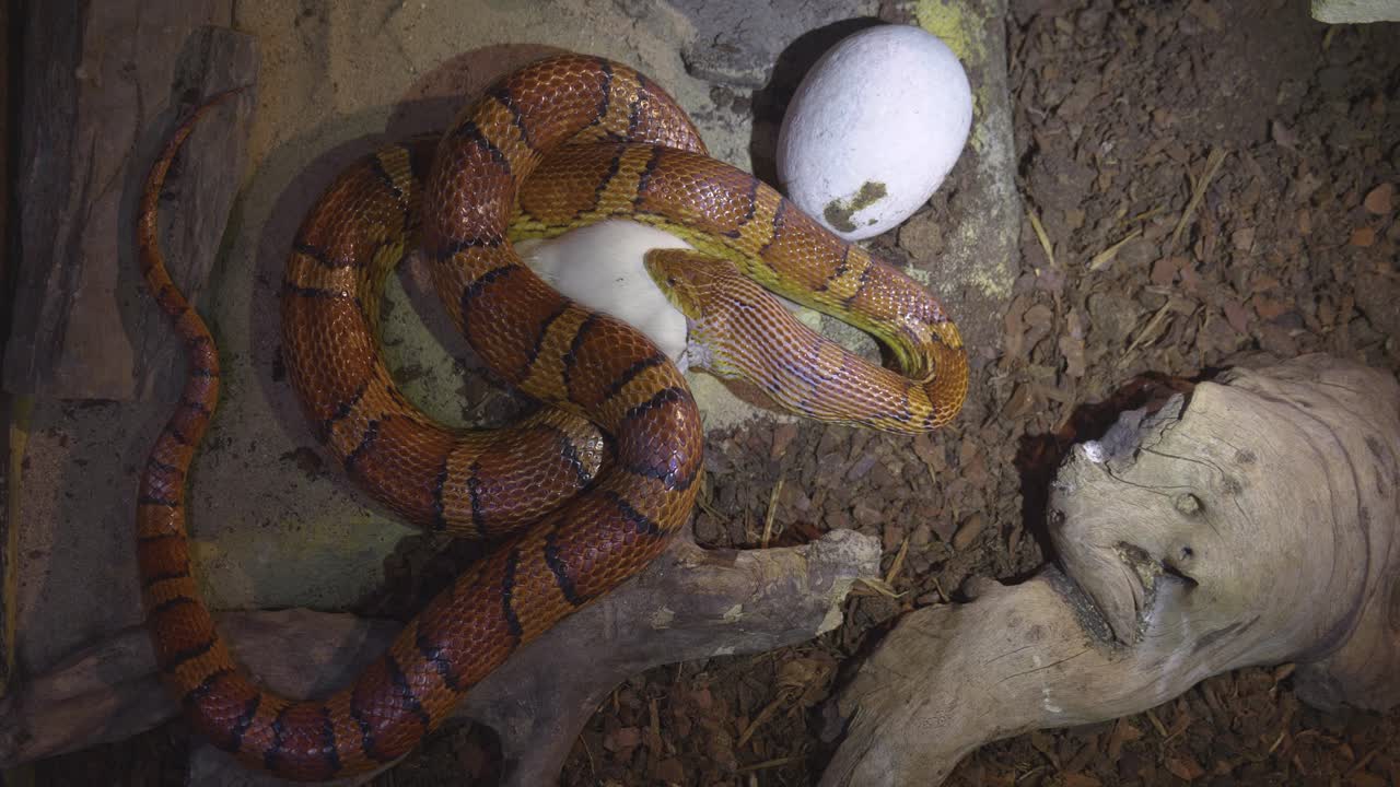 Adult Corn Snake feeding on a rat