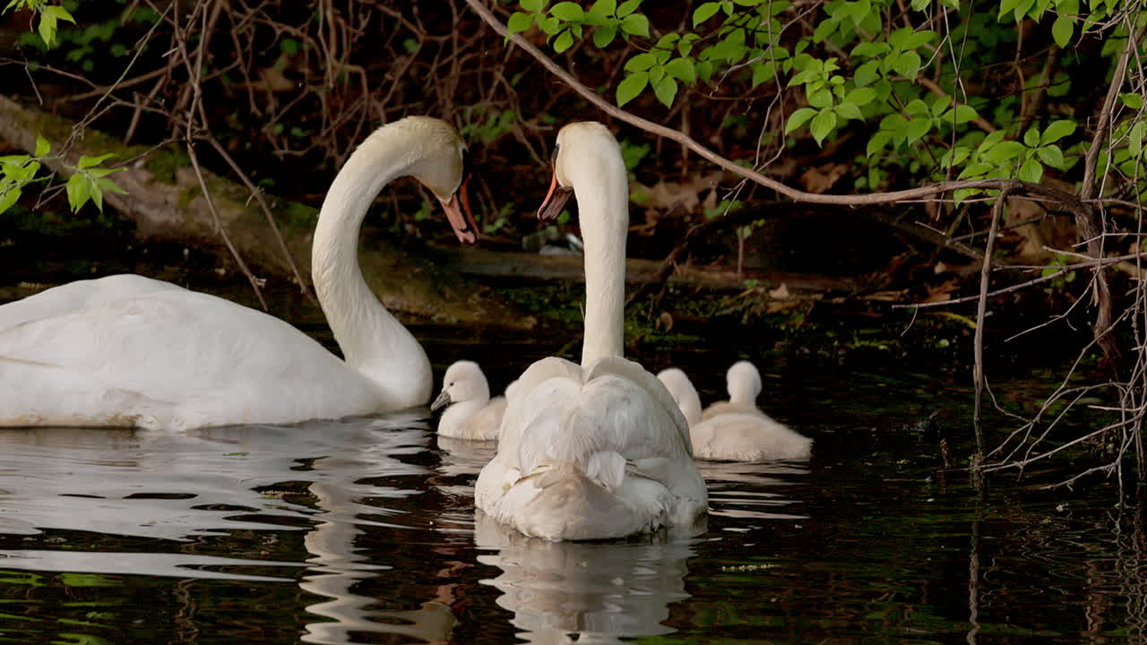 Dreamy slow-motion footage of a swan family enjoying their first swim together.