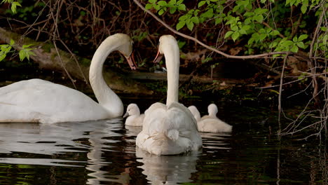 dreamy slow-motion footage of a swan family enjoying their first swim together.